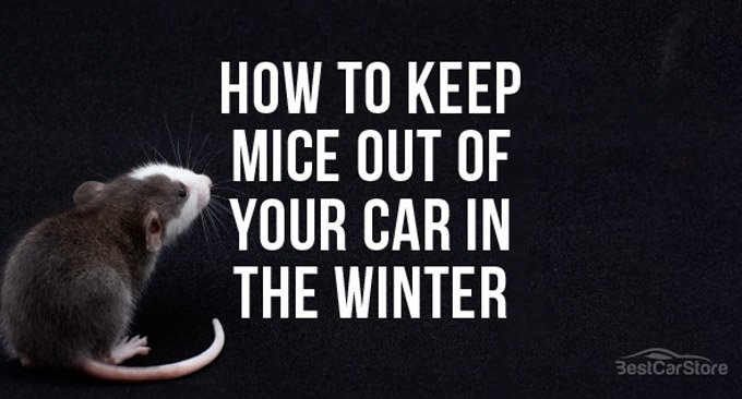 How to Keep Mice Out of Your Car in the Winter – 5 Best Tips