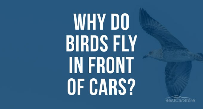 Why Do Birds Fly in Front of Cars? Here is the Reason